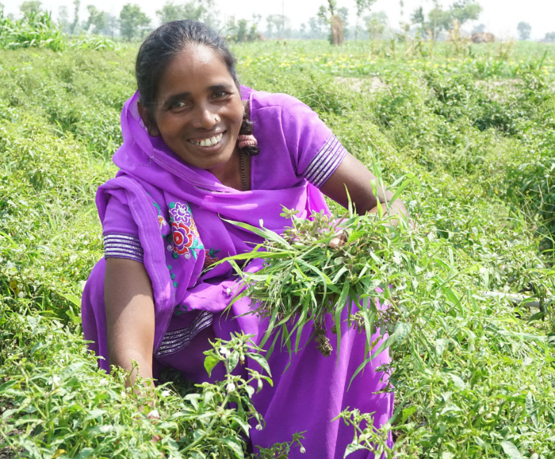 A woman wearing purple traditional Indian garb crouches down in a field of green crop. She smiles as she holds a bunch of that crop in one of her hands.
